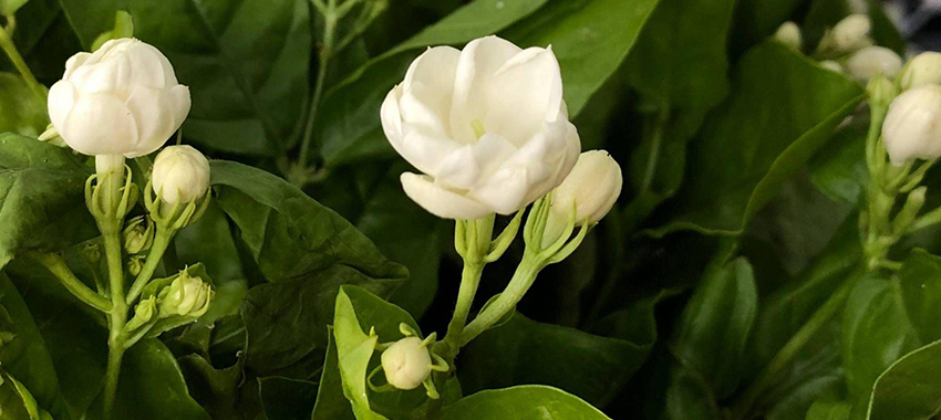茉莉花精油提取设备解决方案 