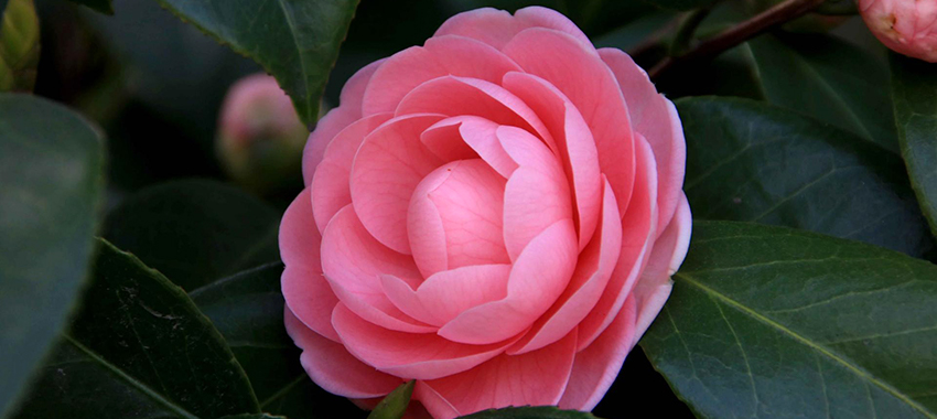 山茶花精油提取设备解决方案 