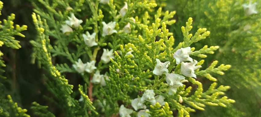 侧柏精油提取设备解决方案 